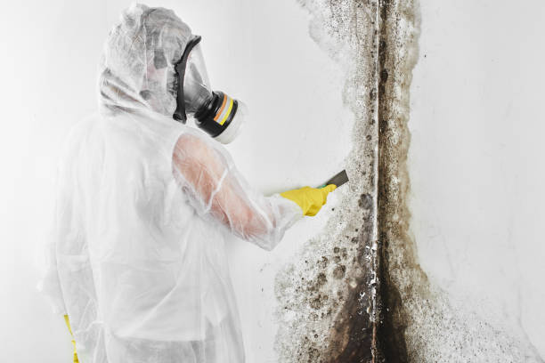 Best Residential Mold Remediation in Leisure Knoll, NJ