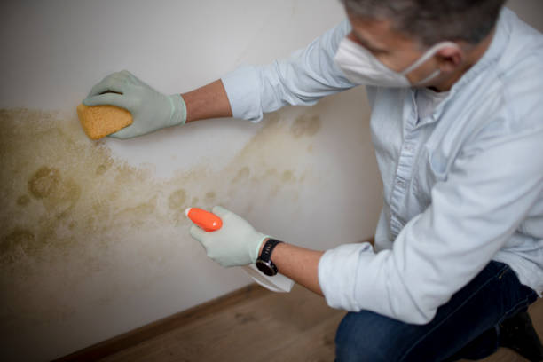 Best Preventive Mold Services in Leisure Knoll, NJ