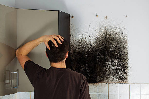 Best Black Mold Remediation in Leisure Knoll, NJ